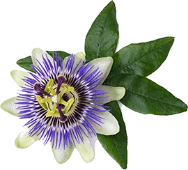 PassionFlower